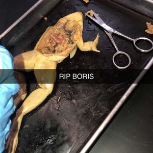 Meet your Posher, Dwayne noel